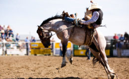 Rodeo Cowboy