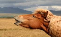 Iceland horse